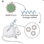 Schematic of vaccination of BALB/c mice with saRNA encoding pre-fusion stabilized spike protein in LNP (Source: McKay, et al., BioRxiv)