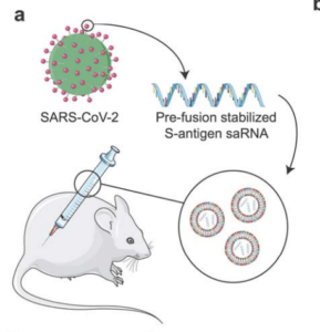 Schematic of vaccination of BALB/c mice with saRNA encoding pre-fusion stabilized spike protein in LNP (Source: McKay, et al., BioRxiv)