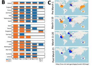 Bar charts illustrating the relative frequencies of the original Wuhan form (D614, orange), and the form that first emerged in Europe (G614, blue)based on the numbers in part (A). A variation of this figureshowing actual tallies rather thanfrequencies, so the height of the bars represent the sample size, is provided as Fig. S2. C)A global mapping of the two forms illustrated by pie charts over the same periods. The size of the circle represents sampling. An interactive version of this map of the April 13thdata, allowing one to change scale and drill down in to specific regions of the world is available at https://cov.lanl.gov/apps/covid-19/map, and updates of this map based on contemporary data from GISAID are provided atwww.cov.lanl.gov. (Source: Korber et al., Pre-Print)