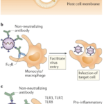 (a)In antibody-mediated viral neutralization, neutralizing antibodies binding to the receptor-binding domain (RBD) of the viral spike protein, as well as other domains, prevent virus from docking onto its entry receptor, ACE2. b | In antibody-dependent enhancement of infection, low quality, low quantity, non-neutralizing antibodies bind to virus particles through the Fab domains. Fc receptors (FcRs) expressed on monocytes or macrophages bind to Fc domains of antibodies and facilitate viral entry and infection. c | In antibody-mediated immune enhancement, low quality, low quantity, non-neutralizing antibodies bind to virus particles. Upon engagement by the Fc domains on antibodies, activating FcRs with ITAMs initiate signalling to upregulate pro-inflammatory cytokines and downregulate anti-inflammatory cytokines. Immune complexes and viral RNA in the endosomes can signal through Toll-like receptor 3 (TLR3), TLR7 and/or TLR8 to activate host cells, resulting in immunopathology. (Source: Iwasaki and Yang. Nat. Rev. Immunology 2020)