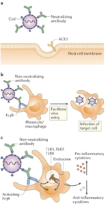 (a)In antibody-mediated viral neutralization, neutralizing antibodies binding to the receptor-binding domain (RBD) of the viral spike protein, as well as other domains, prevent virus from docking onto its entry receptor, ACE2. b | In antibody-dependent enhancement of infection, low quality, low quantity, non-neutralizing antibodies bind to virus particles through the Fab domains. Fc receptors (FcRs) expressed on monocytes or macrophages bind to Fc domains of antibodies and facilitate viral entry and infection. c | In antibody-mediated immune enhancement, low quality, low quantity, non-neutralizing antibodies bind to virus particles. Upon engagement by the Fc domains on antibodies, activating FcRs with ITAMs initiate signalling to upregulate pro-inflammatory cytokines and downregulate anti-inflammatory cytokines. Immune complexes and viral RNA in the endosomes can signal through Toll-like receptor 3 (TLR3), TLR7 and/or TLR8 to activate host cells, resulting in immunopathology. (Source:  Iwasaki and Yang. Nat. Rev. Immunology 2020)
