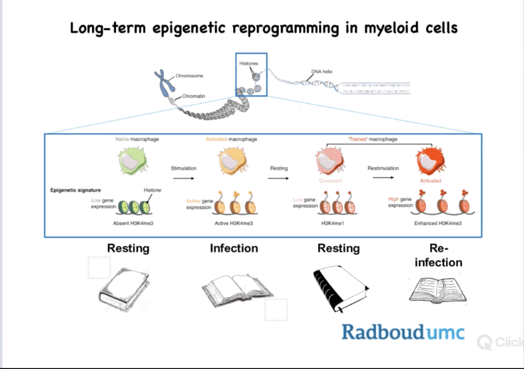 Iuis Webinar Trained Immunity And Bcg Vaccination A Tool Against