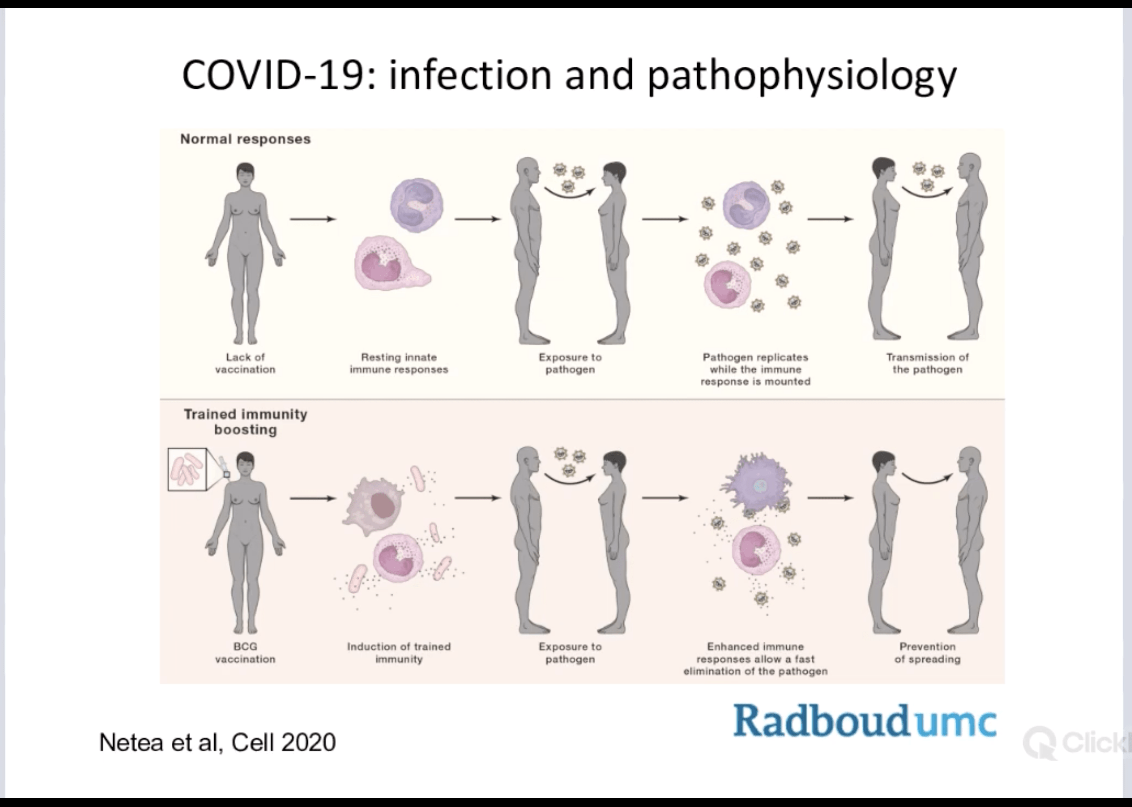 Iuis Webinar Trained Immunity And Bcg Vaccination A Tool Against