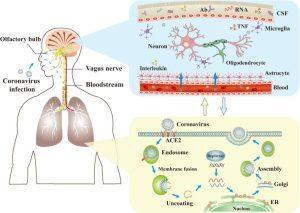 The mechanisms of coronaviruses infections and neurological damage caused by coronaviruses. The coronaviruses can cause nerve damage through direct infection pathways (blood circulation pathways and neuronal pathways), hypoxia, immune injury, ACE2, and other mechanisms. Meanwhile, the coronaviruses have detrimental effects to attack the lung tissue, and causes a series of lung lesions such as hypoxia. Furthermore, the coronaviruses can enter the nervous system directly through the olfactory nerve, and also enter the nervous system through blood circulation and neuronal pathways, resulting in neurological disorders. Ab: antibody; ACE2: angiotensin-converting enzyme 2; CSF: cerebrospinal fluid; ER: endoplasmic reticulum; TNF: tumor necrosis factor. (Source: Wu et al., 2020)