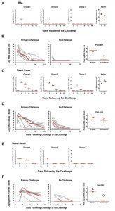  Viral loads following SARS-CoV-2 rechallenge in rhesus macaques. On day 35 following initial infection (Fig. 1), rhesus macaques were rechallenged with SARS-CoV-2by the intranasal and intratracheal route with 1.1 × 106 PFU (Group 1; N = 3), 1.1 × 105 PFU (Group 2; N = 3), or 1.1 × 104 PFU (Group 3; N = 3). Three naïve animals were included as a positive control in the rechallenge experiment. (A) Log10 viral RNA copies/ml (limit 50 copies/ml) were assessed in bronchoalveolar lavage (BAL) at multiple timepoints following rechallenge. One of the naïve animals could not be lavaged. (B) Comparison of viral RNA in BAL following primary challenge and rechallenge. (C and E) Log10 viral RNA copies/ml (C) and log10 sgmRNA copies/swab (limit 50 copies/ml) (E) were assessed in nasal swabs (NS) at multiple timepoints following rechallenge. (D and F) Comparison of viral RNA (D) and sgmRNA (F) in NS following primary challenge and rechallenge. Red horizontal bars reflect median viral loads. P-values reflect two-sided Mann-Whitney tests. (Source: Chandrashekar et al., 2020)