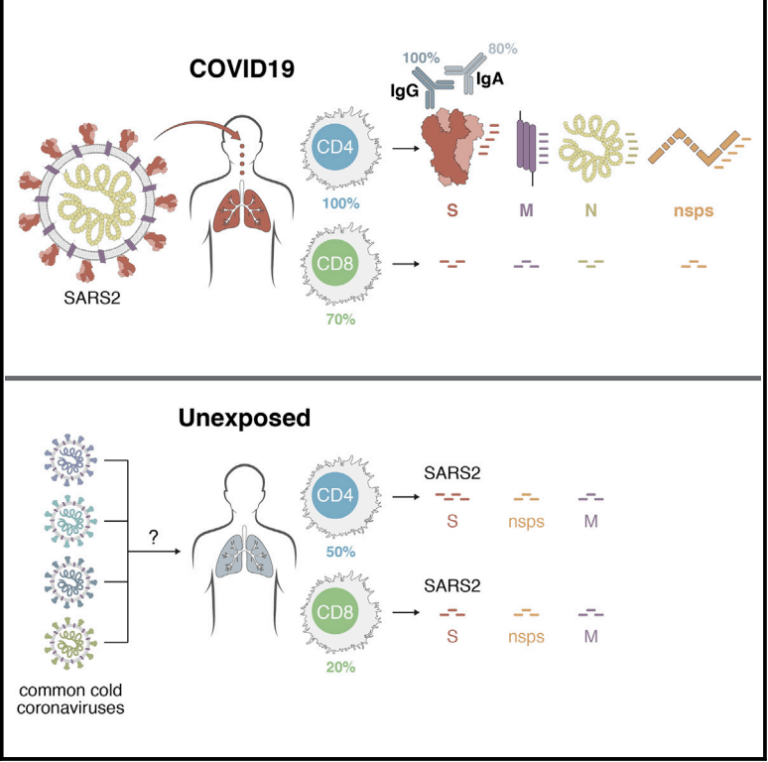 Do we have more T cell immunity to SARSCoV2 than we think? Immunopaedia