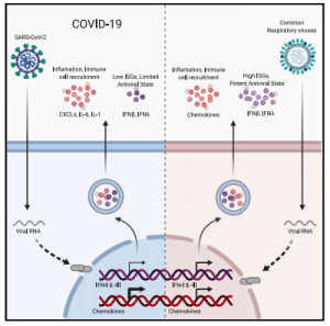 Blanco-Melo et al., 2020 Graphical Abstract