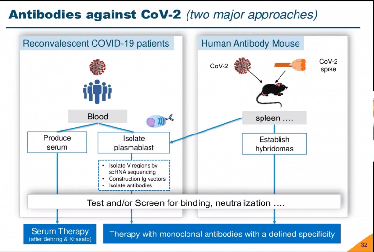 IUIS inar COVID19 Monoclonal Abs Immunopaedia
