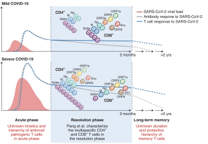 Peng et al. studied the resolution phase of COVID-19 (blue box), showing a broadly targeted CD4+ and CD8+ T cell response (cell colors and numbers represent relative frequencies of indicated protein specificities). The total T cell response (solid blue line) is stronger and broader in severe cases (assumed to have had higher viral burden, red curve), correlating with stronger antibody responses (solid gray line). However, there are, proportionally, more CD8+ T cells in mild disease. Central questions arising from this study (listed in red) concern the unknown hierarchy and kinetics of T cells (dashed blue lines) and antibodies (dashed grey lines) in the acute and memory phases.