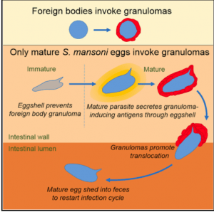 Graphical Abstract (Source: Takaki et al., 2020)