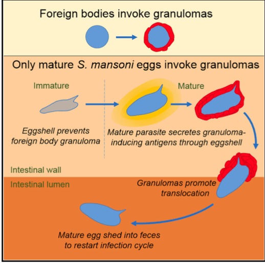 Life cycle of S. mansoni , illustrating the collection points for in