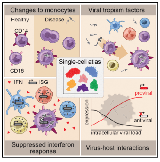 Core body temperature increases host resistance to influenza virus