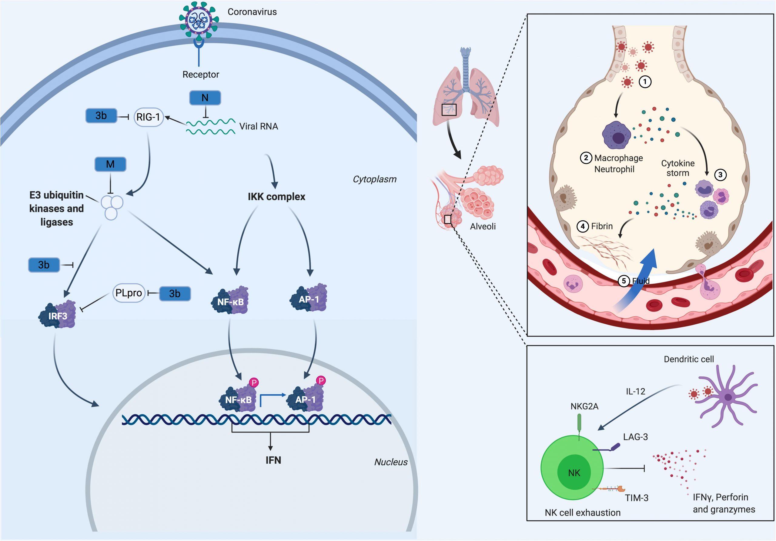 How does SARS-CoV-2 evade the immune defences?