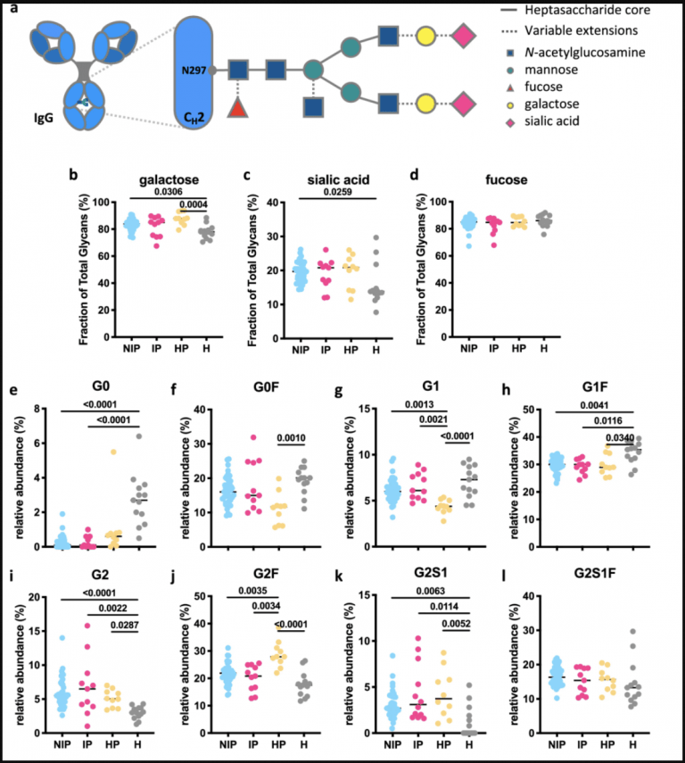 Pregnant women show elevated levels of antiinflammatory glycosylation patterns of IgG Pregnant women show elevated levels of antiinflammatory glycosylation patterns of IgG