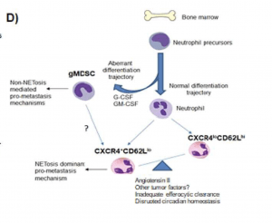 Proposed mechanism for diversified approaches used by cancer cells to utilize granulocytes to promote metastasis. (Source: Peng et al. 2021)