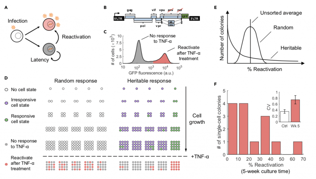 An update on the Shock and kill HIV cure strategy Immunopaedia