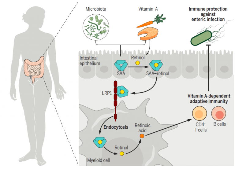 How does vitamin A enter our intestinal immune cells and what are the ...
