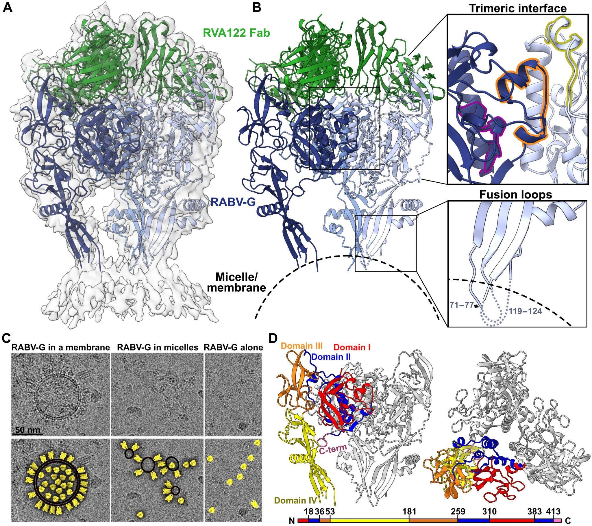 A potential new vaccine for rabies | Immunopaedia Immunopaedia