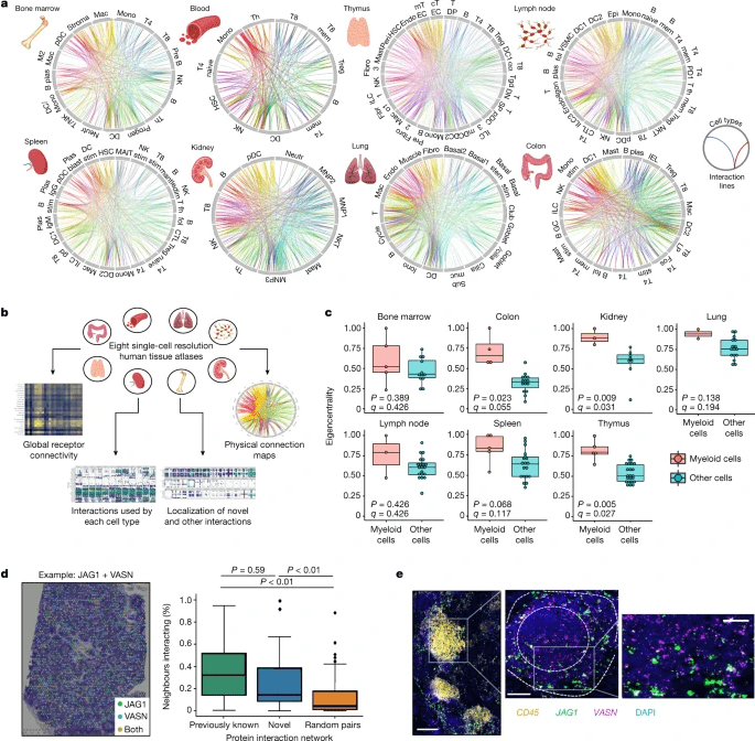 human immune system cells