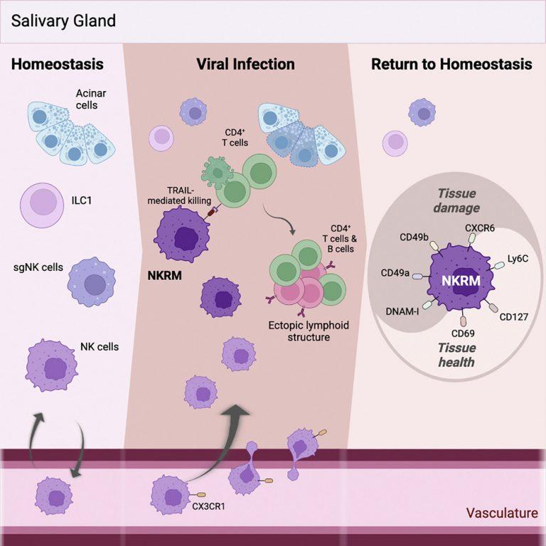 Defining more roles for Natural Killer cells Immunopaedia