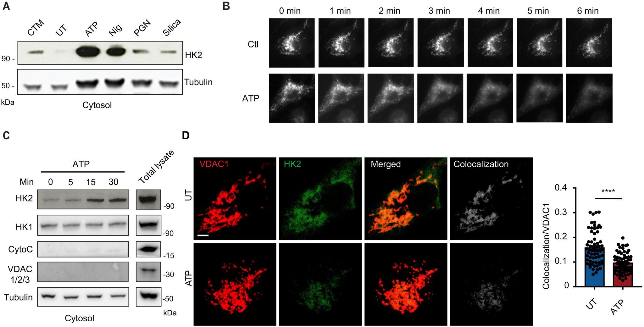 New Insights Into Inflammation Immunopaedia