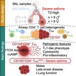 Novel Immune Cells Unveil Potential Trigger For Severe Asthma