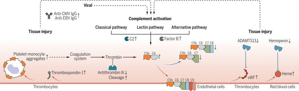 Long COVID and complement activation | Immunopaedia Immunopaedia