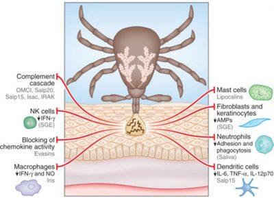 Tick Immunity Weakness, myalgia, night sweats and sore throat | Immunopaedia