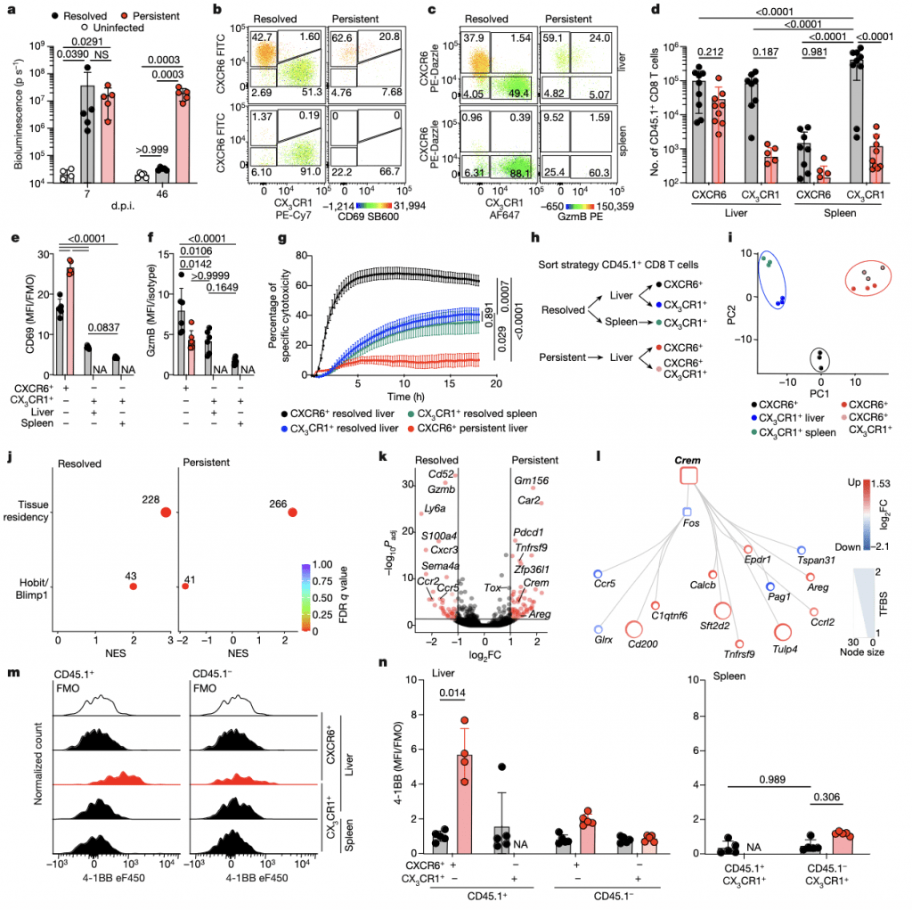Immune Suppression in Chronic Hepatitis B: A Novel Mechanism ...