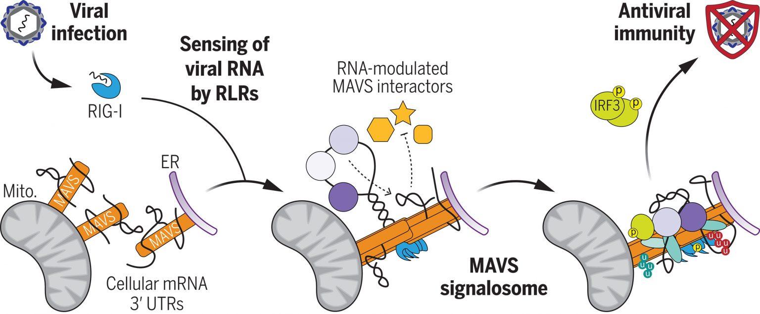 Cellular RNA Plays a Pivotal Role in Antiviral Defense and Immune ...