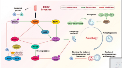 Autophagy and Apoptosis in Rabies Virus Replication Immunopaedia ...