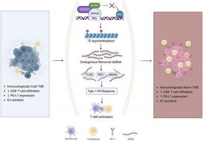 A New Strategy for Tackling Glioblastoma: Targeting ZNF638 to Boost ...