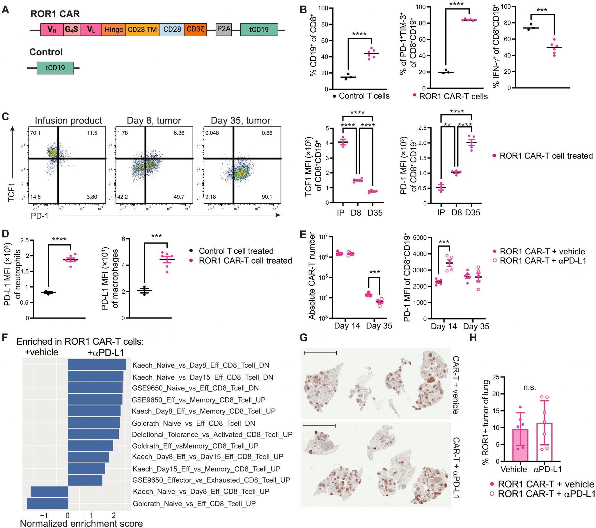 Improving CAR T Cell Responses to Checkpoint Therapy | Immunopaedia ...