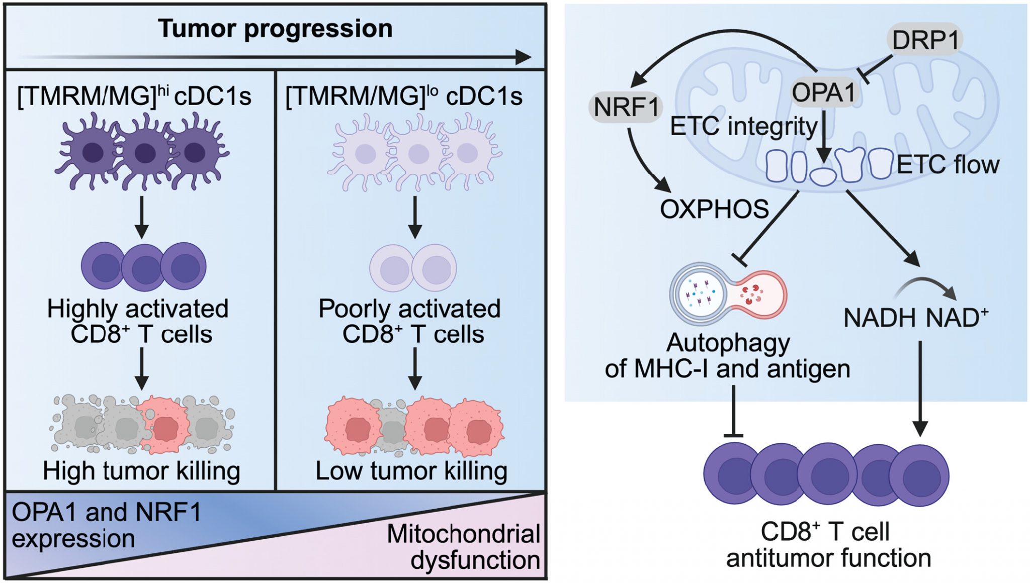 Rewiring immune cell metabolism could unlock more effective cancer ...