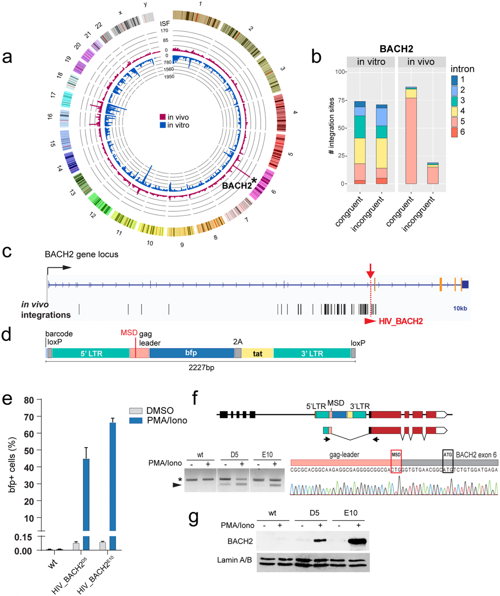 Hiv Inectng Cell Defective HIV DNA May Reprogramme CD4⁺ T Cells to Promote Viral ...